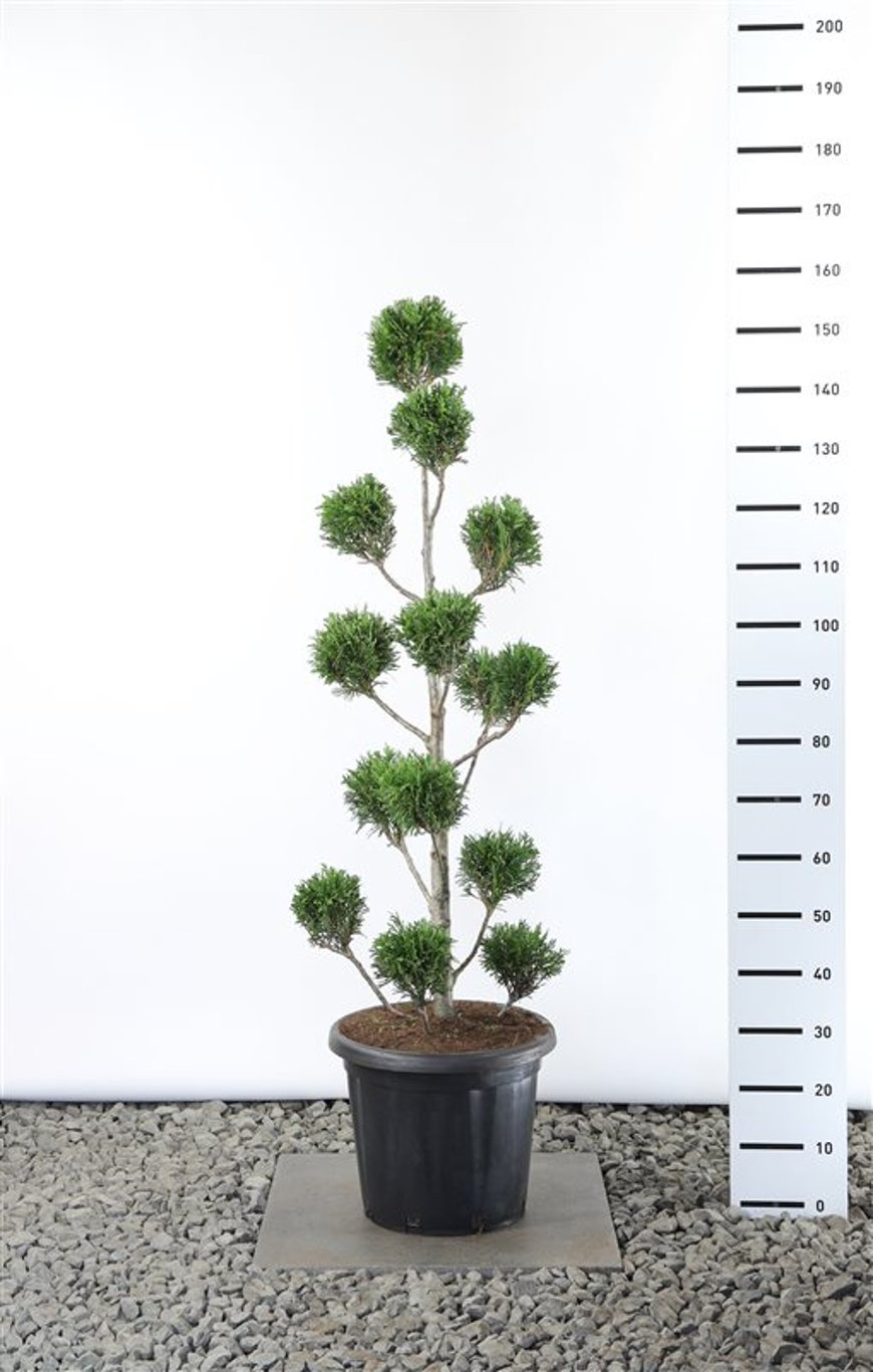 Thuja pl. 'Martin' - 100-125 CM PonPon Cont.